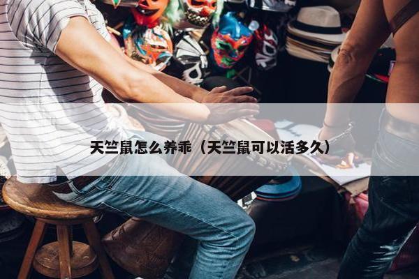 天竺鼠怎么养乖（天竺鼠可以活多久）