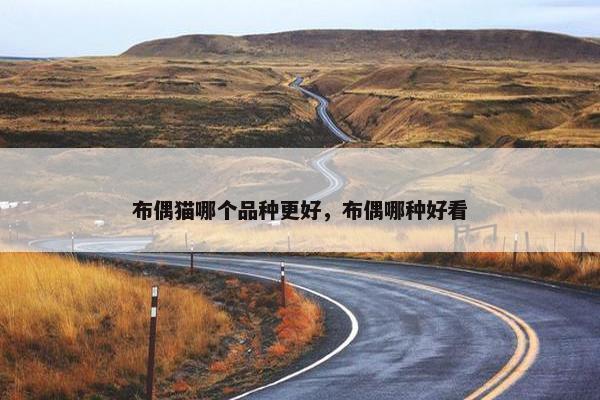 布偶猫哪个品种更好，布偶哪种好看