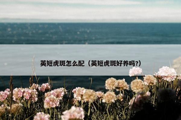 英短虎斑怎么配（英短虎斑好养吗?）