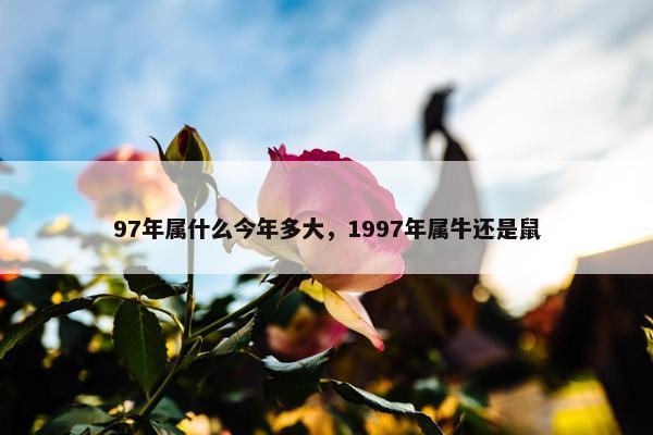 97年属什么今年多大，1997年属牛还是鼠