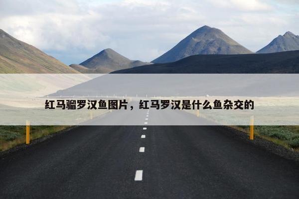 红马骝罗汉鱼图片，红马罗汉是什么鱼杂交的