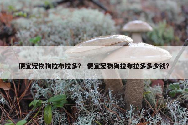 便宜宠物狗拉布拉多？ 便宜宠物狗拉布拉多多少钱？