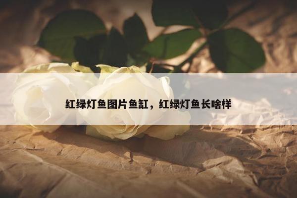 红绿灯鱼图片鱼缸，红绿灯鱼长啥样