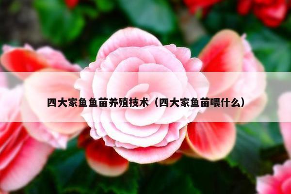 四大家鱼鱼苗养殖技术（四大家鱼苗喂什么）