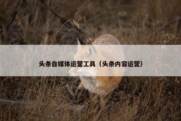 头条自媒体运营工具（头条内容运营）