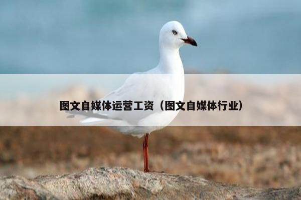 图文自媒体运营工资（图文自媒体行业）