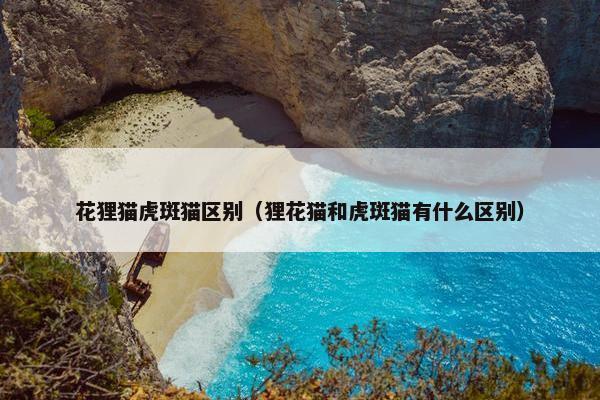 花狸猫虎斑猫区别（狸花猫和虎斑猫有什么区别）