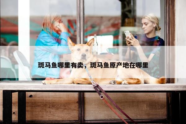 斑马鱼哪里有卖，斑马鱼原产地在哪里
