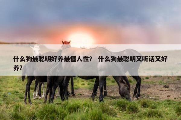 什么狗最聪明好养最懂人性？ 什么狗最聪明又听话又好养？