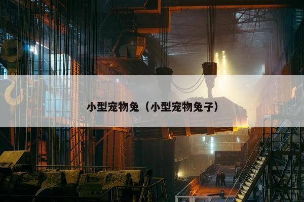 小型宠物兔（小型宠物兔子）