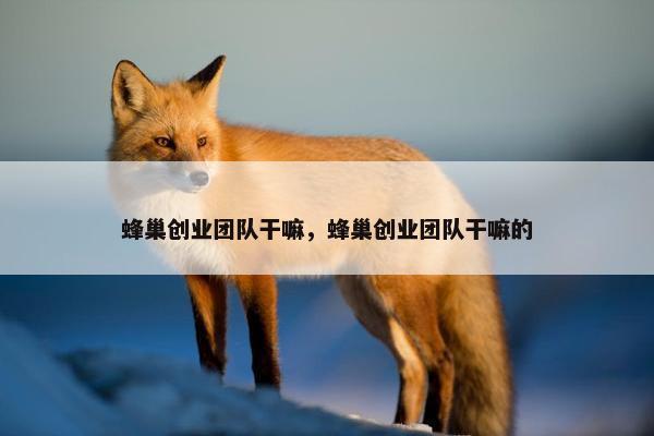 蜂巢创业团队干嘛，蜂巢创业团队干嘛的