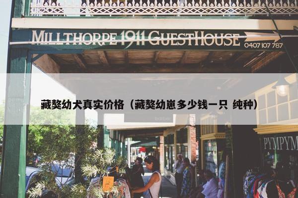藏獒幼犬真实价格（藏獒幼崽多少钱一只 纯种）