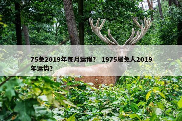 75兔2019年每月运程？ 1975属兔人2019年运势？