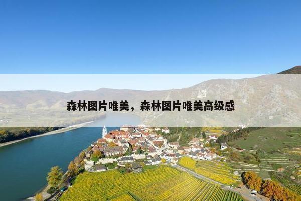 森林图片唯美，森林图片唯美高级感