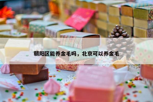 朝阳区能养金毛吗，北京可以养金毛