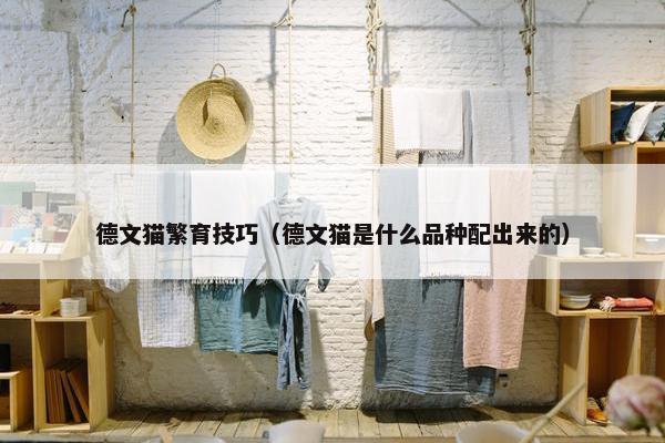 德文猫繁育技巧（德文猫是什么品种配出来的）