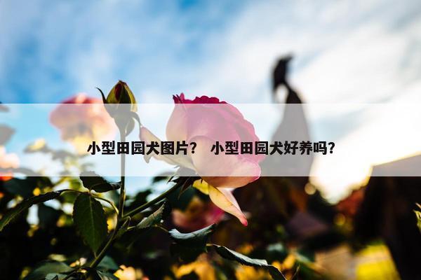 小型田园犬图片？ 小型田园犬好养吗？