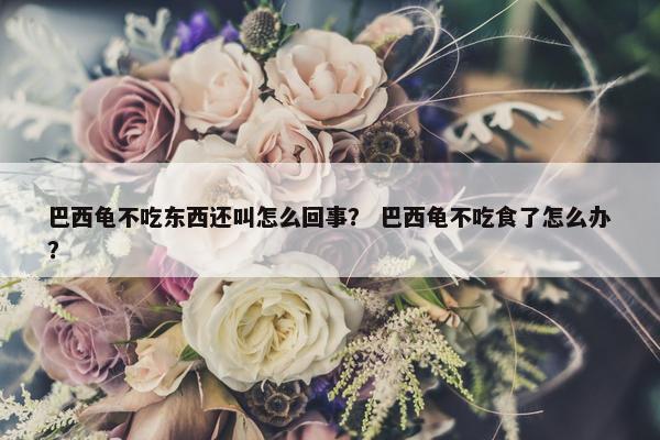 巴西龟不吃东西还叫怎么回事？ 巴西龟不吃食了怎么办？