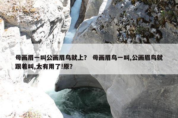 母画眉一叫公画眉鸟就上？ 母画眉鸟一叫,公画眉鸟就跟着叫,太有用了!原？