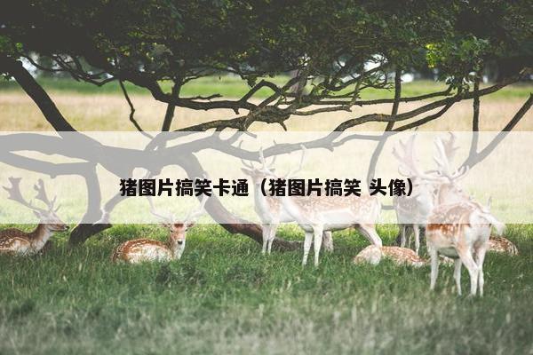 猪图片搞笑卡通（猪图片搞笑 头像）