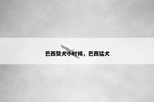 巴西獒犬小时候，巴西猛犬