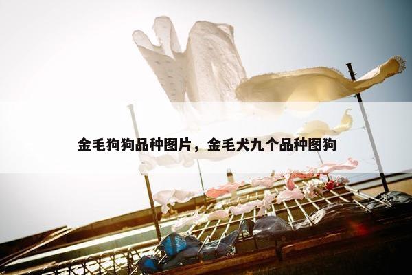 金毛狗狗品种图片，金毛犬九个品种图狗