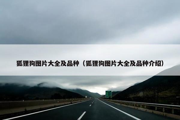 狐狸狗图片大全及品种（狐狸狗图片大全及品种介绍）