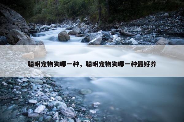聪明宠物狗哪一种，聪明宠物狗哪一种最好养