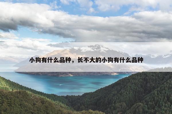小狗有什么品种，长不大的小狗有什么品种
