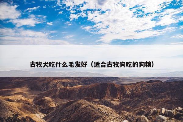 古牧犬吃什么毛发好（适合古牧狗吃的狗粮）
