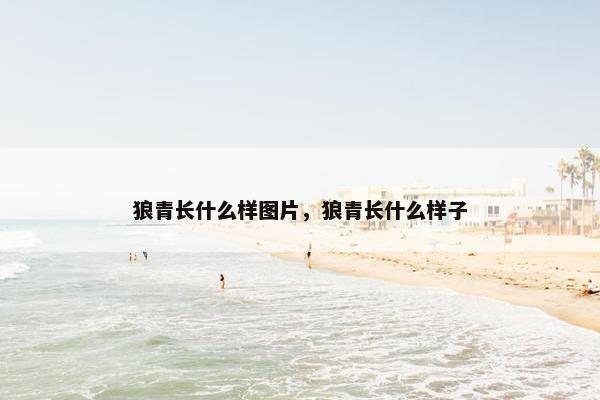狼青长什么样图片，狼青长什么样子