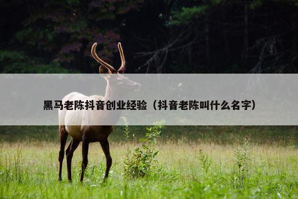 黑马老陈抖音创业经验（抖音老陈叫什么名字）