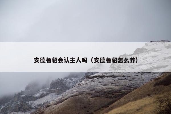 安德鲁貂会认主人吗（安德鲁貂怎么养）