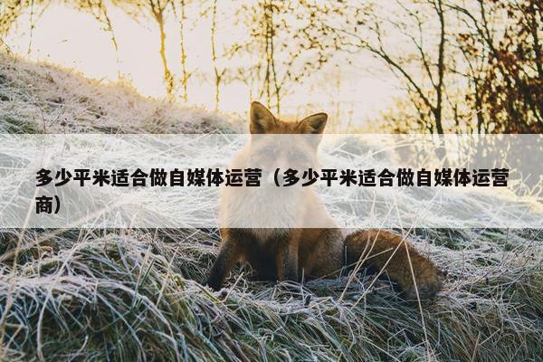多少平米适合做自媒体运营（多少平米适合做自媒体运营商）