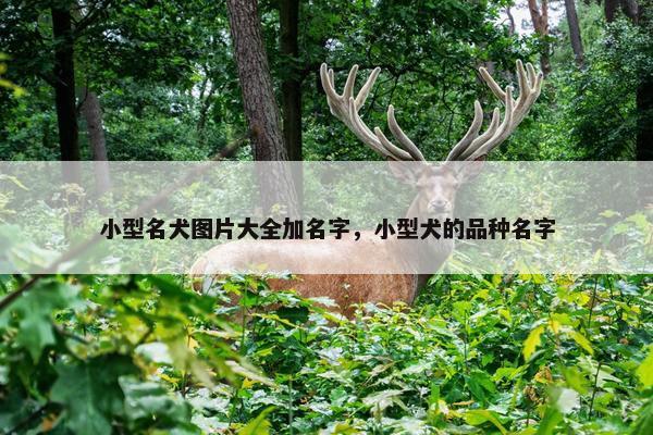 小型名犬图片大全加名字，小型犬的品种名字