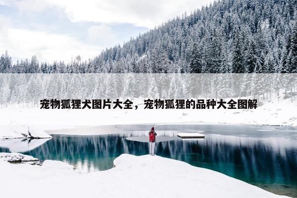 宠物狐狸犬图片大全，宠物狐狸的品种大全图解