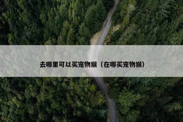 去哪里可以买宠物猴（在哪买宠物猴）