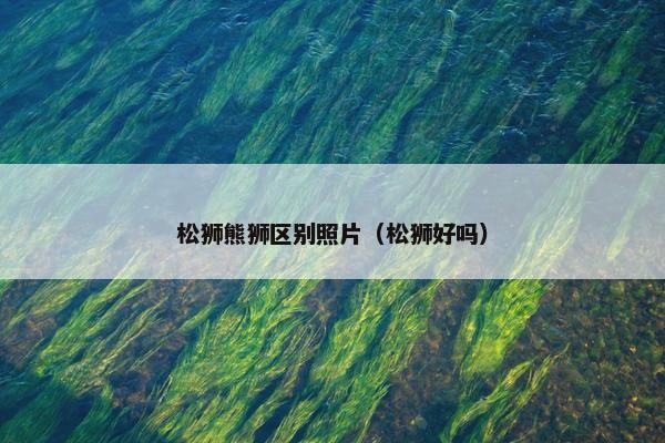 松狮熊狮区别照片（松狮好吗）