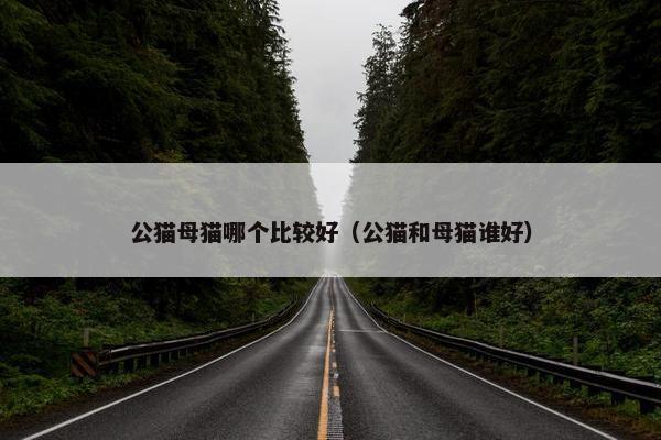 公猫母猫哪个比较好（公猫和母猫谁好）
