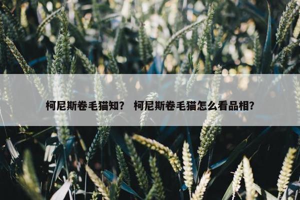 柯尼斯卷毛猫知？ 柯尼斯卷毛猫怎么看品相？