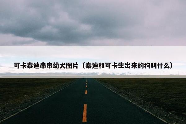 可卡泰迪串串幼犬图片（泰迪和可卡生出来的狗叫什么）