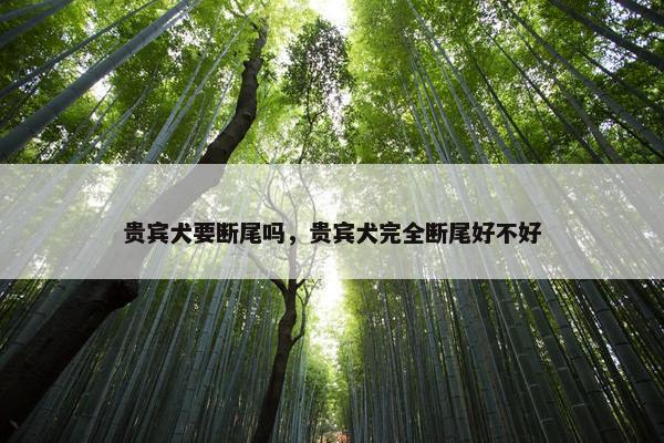 贵宾犬要断尾吗，贵宾犬完全断尾好不好