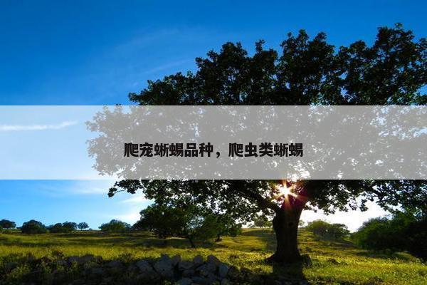 爬宠蜥蜴品种，爬虫类蜥蜴