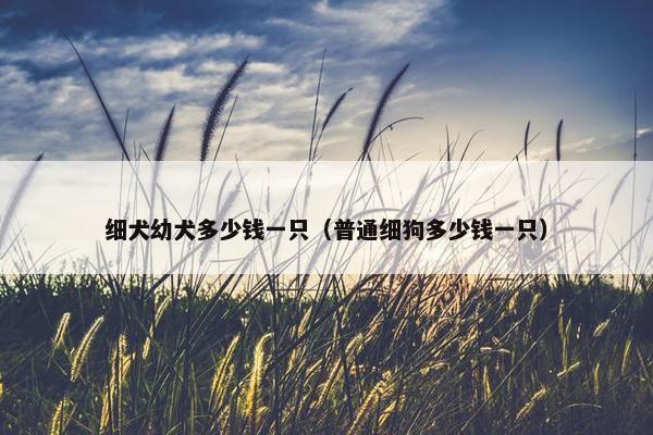 细犬幼犬多少钱一只（普通细狗多少钱一只）