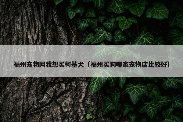 福州宠物网我想买柯基犬（福州买狗哪家宠物店比较好）