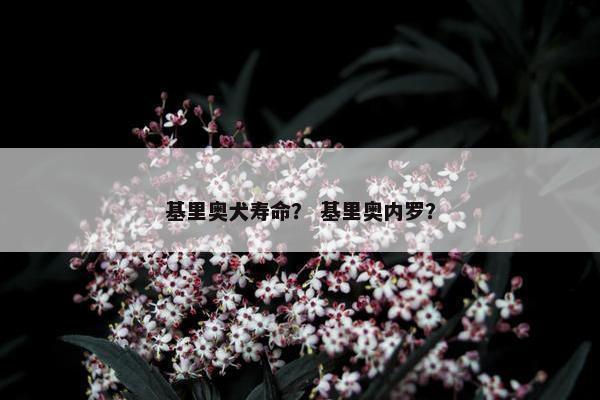 基里奥犬寿命？ 基里奥内罗？