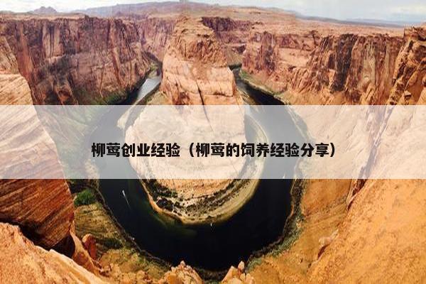 柳莺创业经验（柳莺的饲养经验分享）