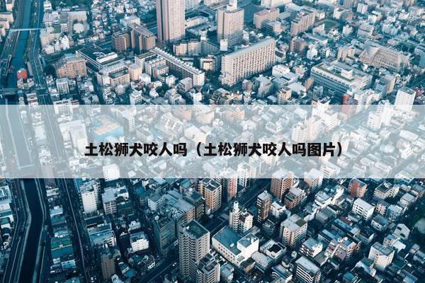 土松狮犬咬人吗（土松狮犬咬人吗图片）
