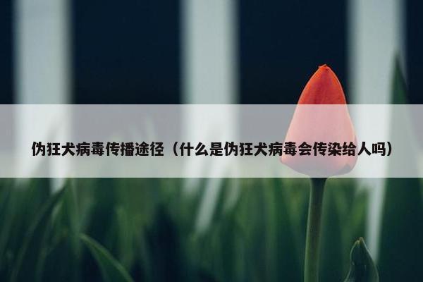伪狂犬病毒传播途径（什么是伪狂犬病毒会传染给人吗）