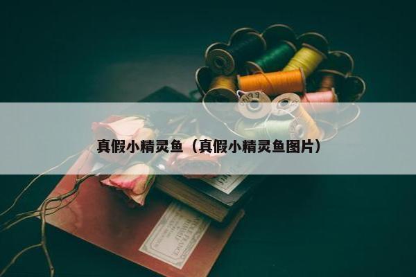 真假小精灵鱼（真假小精灵鱼图片）